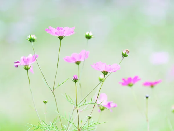 Kosmos Blomma Hösten Hokkaido — Stockfoto