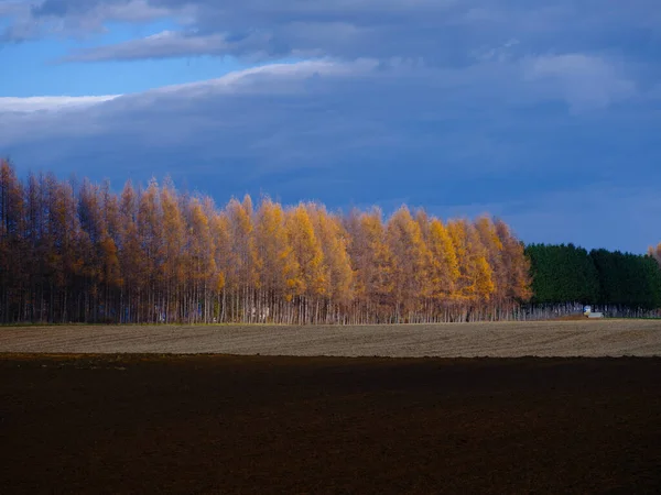 Winddicht Dennenbos Herfst — Stockfoto