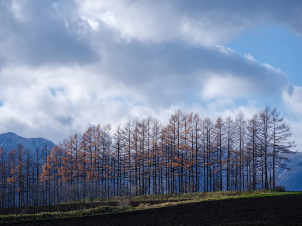 Windproof Forest Pine Autumn — Stock Photo, Image