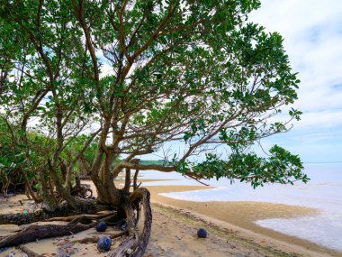 İriomote adasında ilmek kökü mangrov ağacı 
