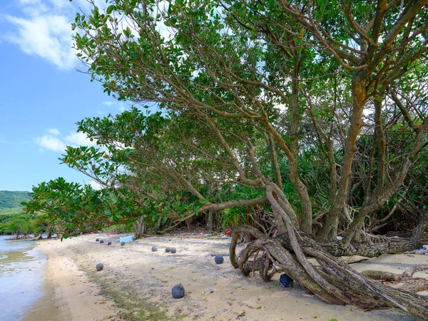 Mangrove Racines Boucle Sur Île Iriomote — Photo