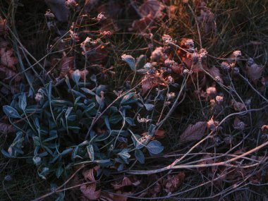 Kış Hokkaido 'sunda ölü ot