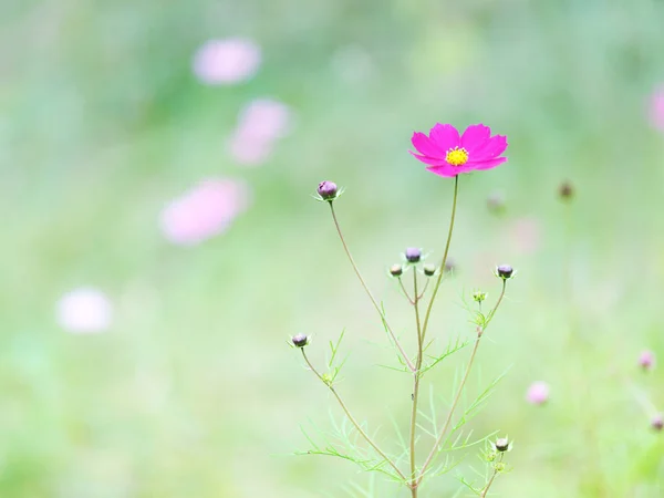 Λουλούδι Σύμπαν Φθινόπωρο Hokkaido — Φωτογραφία Αρχείου