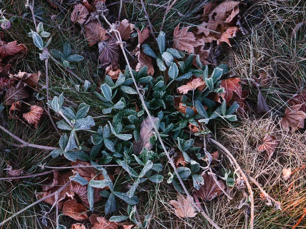 Herbe Morte Hiver Hokkaido — Photo