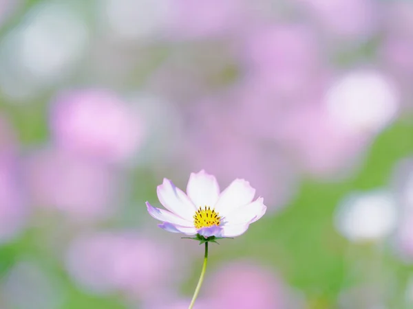 Λουλούδι Σύμπαν Φθινόπωρο Hokkaido — Φωτογραφία Αρχείου