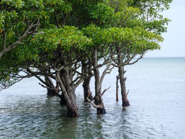 İriomote adasında ilmek kökü mangrov ağacı 