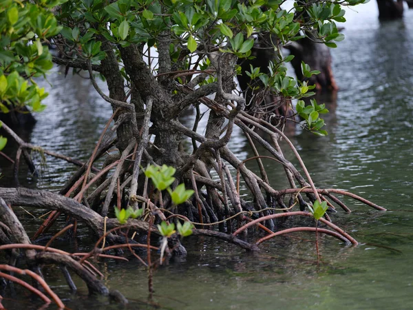 Крупнокоренные Мангровые Заросли Острова Ириомот — стоковое фото