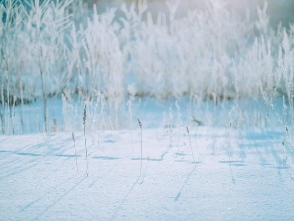 Planta Morta Manhã Inverno — Fotografia de Stock
