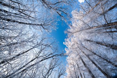 Ağaç kaplı cadde kışın