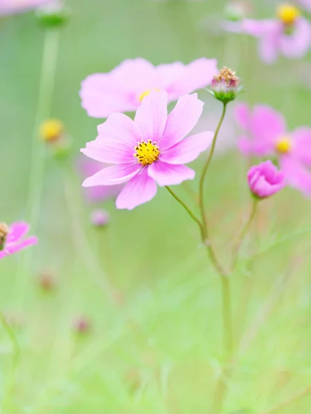 Cosmo Fiore Autunno Hokkaido — Foto Stock