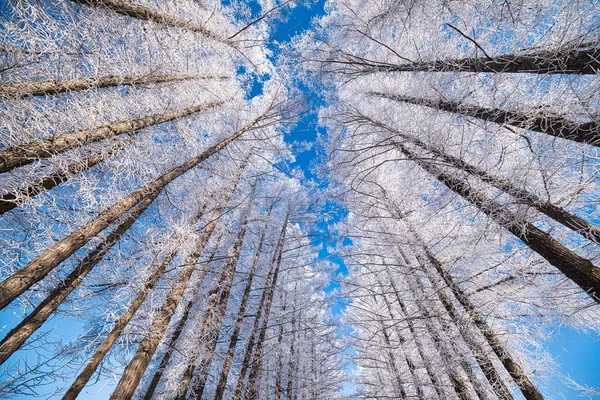 Tree Lined Street Winter — Stock Photo, Image