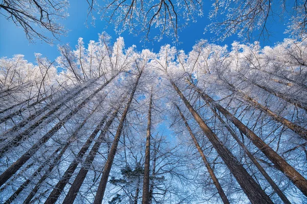 Tree Lined Street Winter — Stock Photo, Image