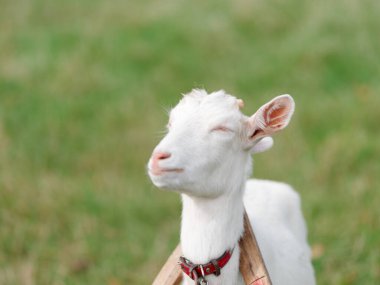 Hokkaido japan 'da çiftlik keçisi