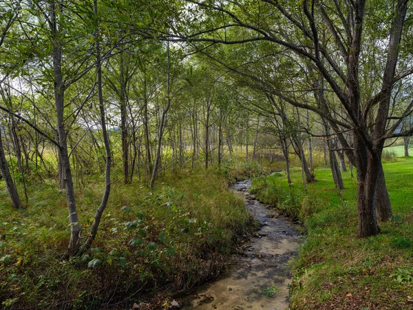 Belle Rivière Dans Forêt — Photo