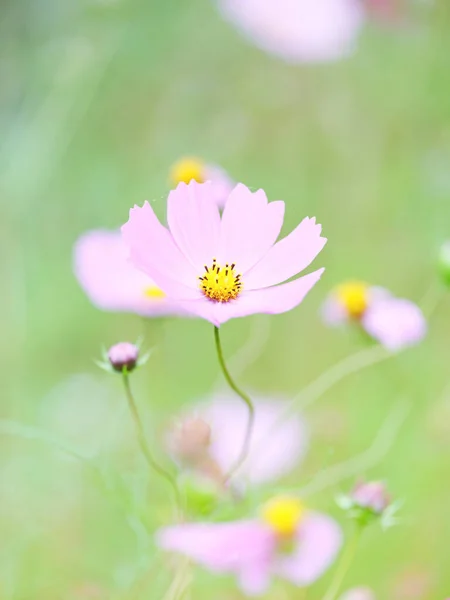 Kosmos Blomma Hösten Hokkaido — Stockfoto