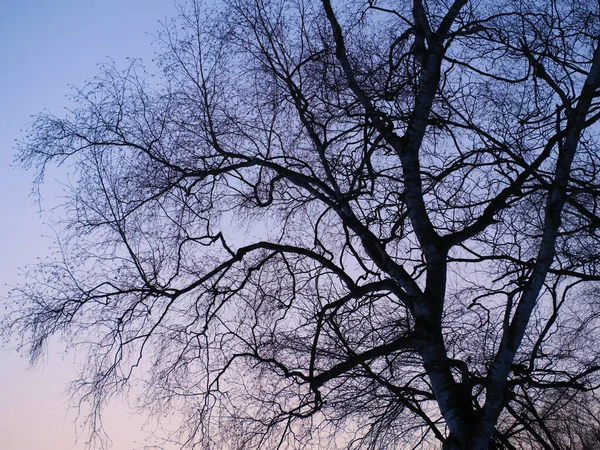 Árvore Morta Manhã Inverno — Fotografia de Stock