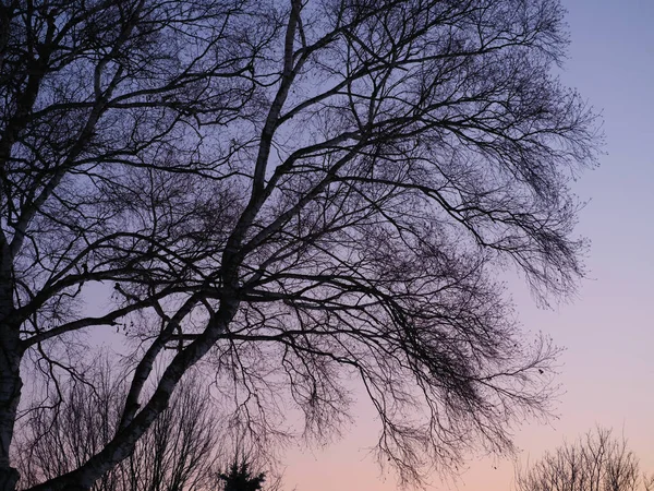 Arbre Mort Matin Hiver — Photo