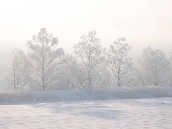 Frostbedeckter Baum Winter — Stockfoto