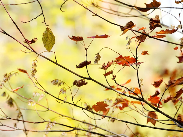 Gałąź Rozrzuconymi Liśćmi Jesienią — Zdjęcie stockowe