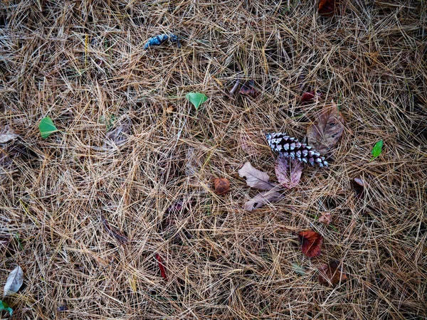 Hojas Otoño Otoño Hokkaido — Foto de Stock