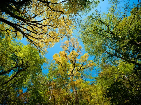 Looking Sky Forest — Stock Photo, Image