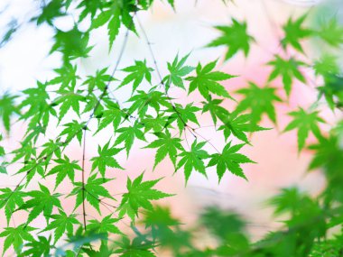 Hokkaido 'da yeşil sonbahar yaprakları