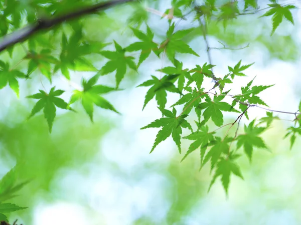 Zelené Podzimní Listy Hokkaido — Stock fotografie