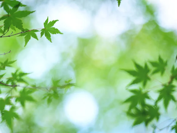 北海道的绿色秋叶 — 图库照片