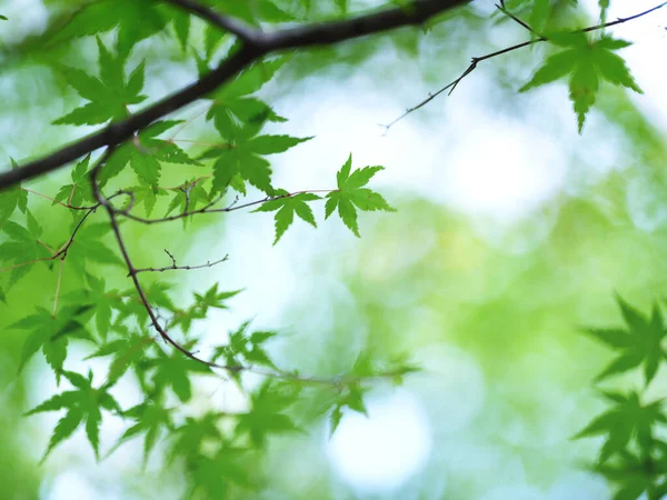 北海道的绿色秋叶 — 图库照片