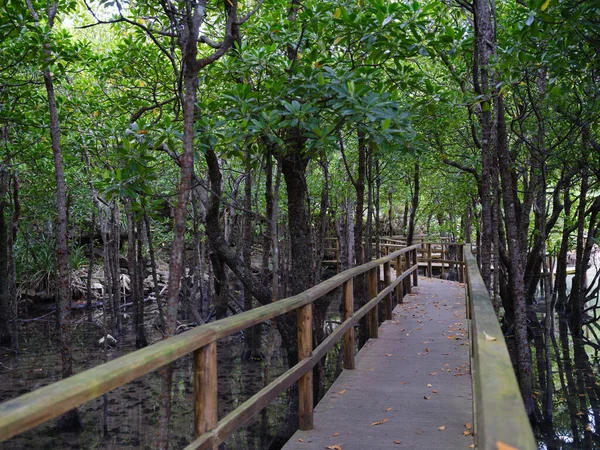 Mangrovenwald Auf Iriomote Insel — Stockfoto