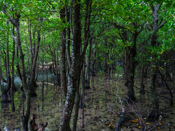 Foresta Mangrovie Nell Isola Iriomote — Foto Stock