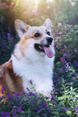 Bahçedeki güzel çiçek tarhında bir köpek. Mutlu tatlı pembroke galsh corgi. 