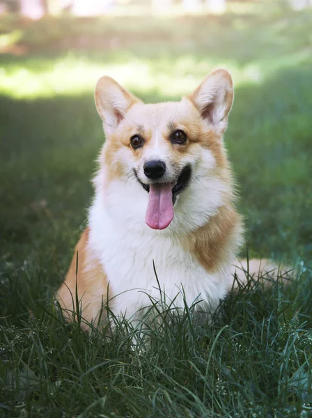 公園の緑の草の上に座っている幸せなコーギー犬 — ストック写真