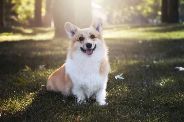 晴れた秋の日に芝生の芝生の上に座っている犬 ハッピーコーギー — ストック写真