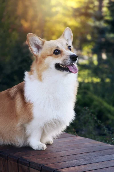 Щасливий Коргі Собака Прогулянці Ранковому Парку — стокове фото