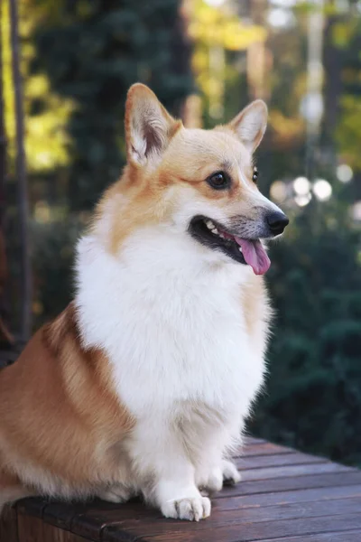 Corgi Zit Het Park Hondenportret — Stockfoto