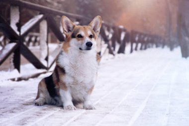Dog sitting in a winter snowy park. Pembroke welsh corgi