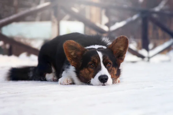 Cute Dog Snow Cardigan Welsh Corgi Puppy Winter Walk — ストック写真