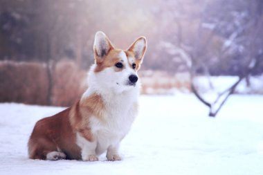 Kış yürüyüşüne çıkmış bir köpek. Corgi parkta..