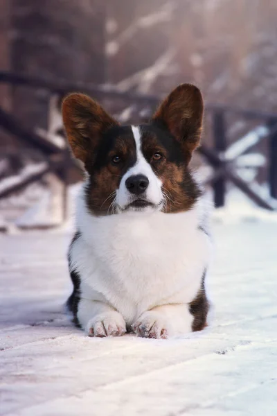 雪の上の犬 カーディガンウェルシュコーギー — ストック写真