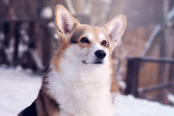 狗的肖像 冬季雪地公园里漂亮可爱的科吉 — 图库照片