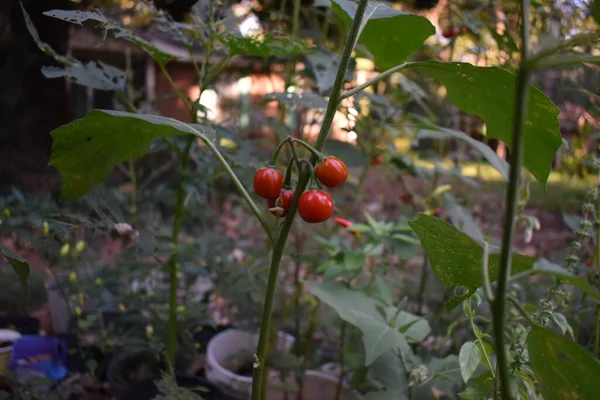 Czerwone Pomidory Lesie — Zdjęcie stockowe