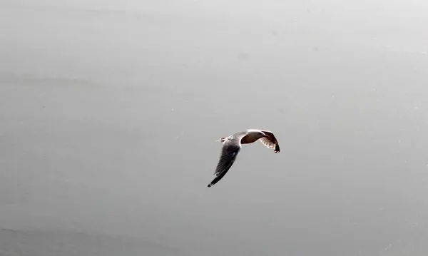 Abstract Seagull Scene Dorset England — Stock Photo, Image