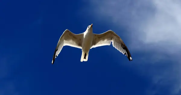 Abstract Seagull Scene Dorset England — Stock Photo, Image