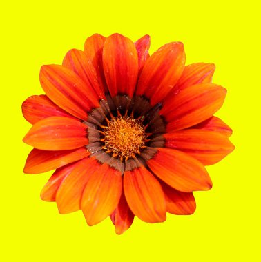 Soyut ve çağdaş dijital sanat çiçekli tebrik kartı tasarımı