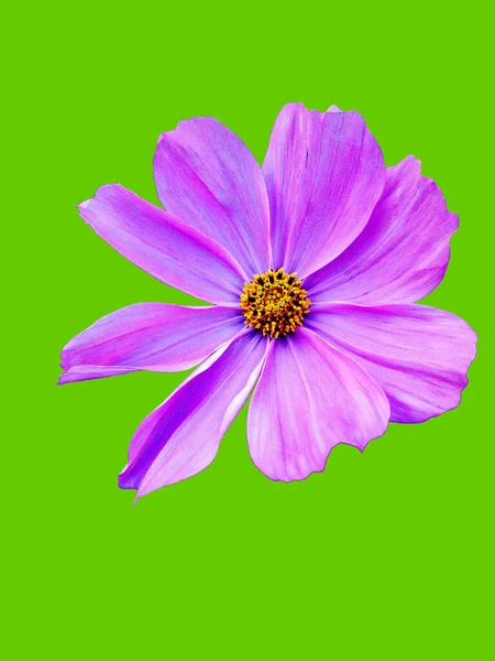 摘要现代数码艺术花卉贺卡设计 — 图库照片