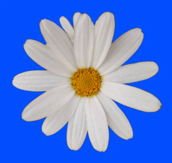 Анотація Сучасне Цифрове Мистецтво Дизайн Квіткових Вітальних Листівок — стокове фото