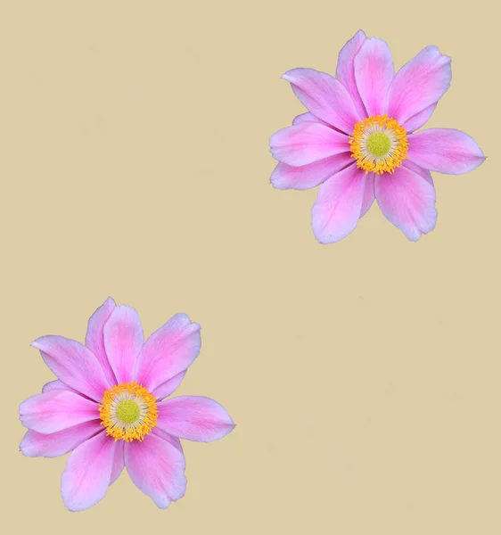 Abstrakte Und Zeitgenössische Digitale Kunst Florales Grußkartendesign — Stockfoto