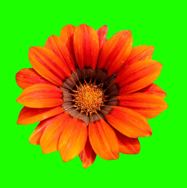 Abstrakte Und Zeitgenössische Digitale Kunst Florales Grußkartendesign — Stockfoto