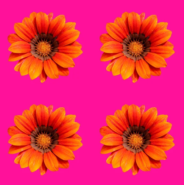 Arte Digital Abstrata Contemporânea Design Cartão Floral — Fotografia de Stock